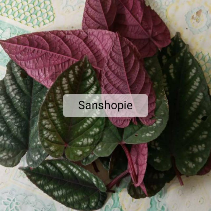 

Daun sirih kraton segar atau bengbereman 500 gram