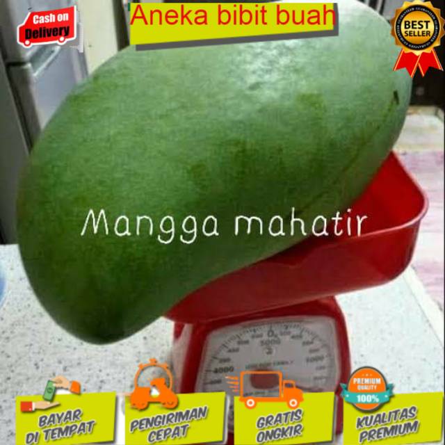 BIBIT MANGGA JUMBO (MANGGA MAHATIR)