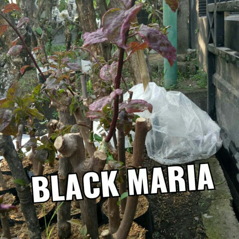 Bougenville Black Maria