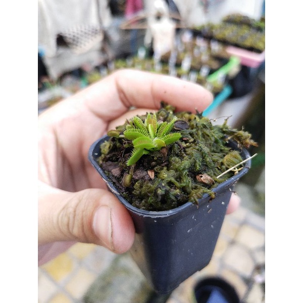 Venus FlyTrap Typical Venus Fly Trap Typical