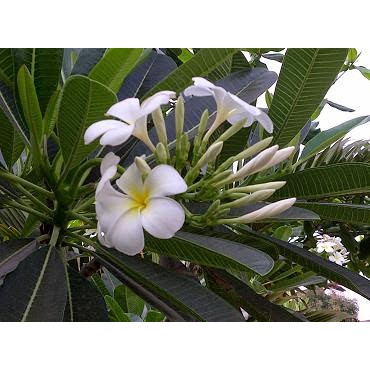 Bibit Tanaman Hias Kamboja Bali Bunga Putih - Pohon Kamboja Bali
