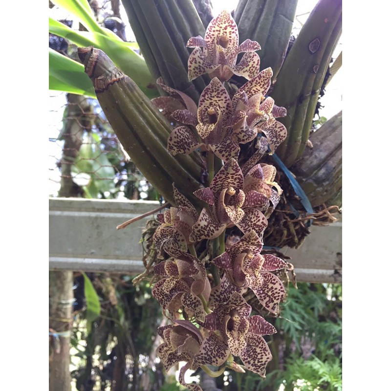 Grammatophyllum stapeliiflorum