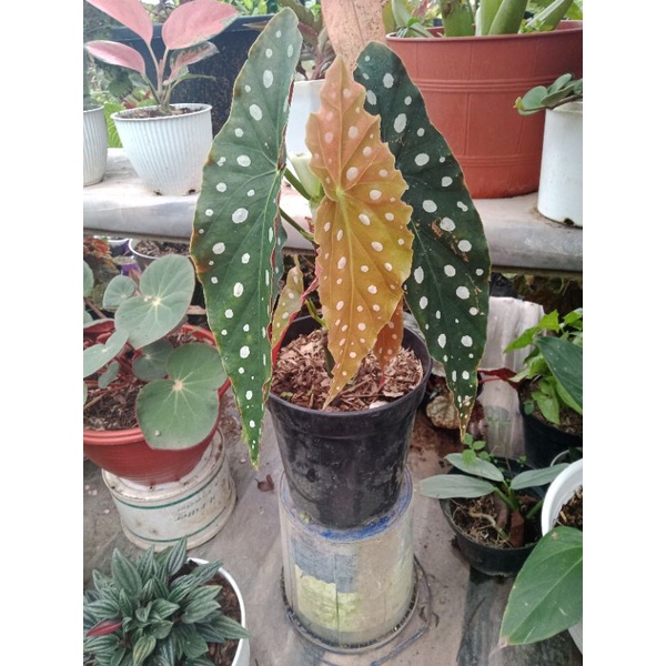 tanaman hias tanaman murah begonia polkadot merah