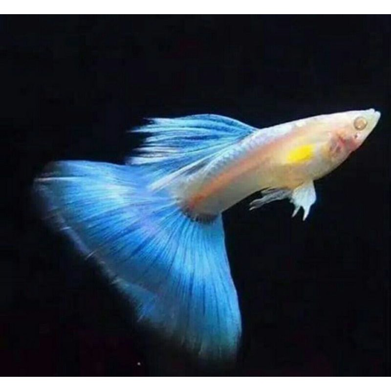 ikan guppy hias blue sky / blue topas / sky blue