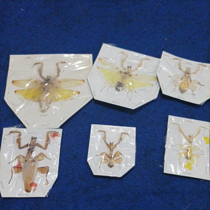 taxydermi awetan orchid mantis ordo mantodea