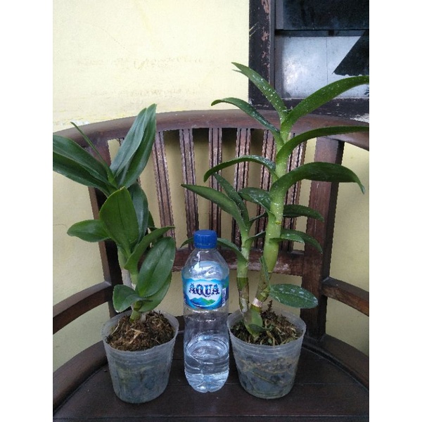 Anggrek Dendrobium no ID