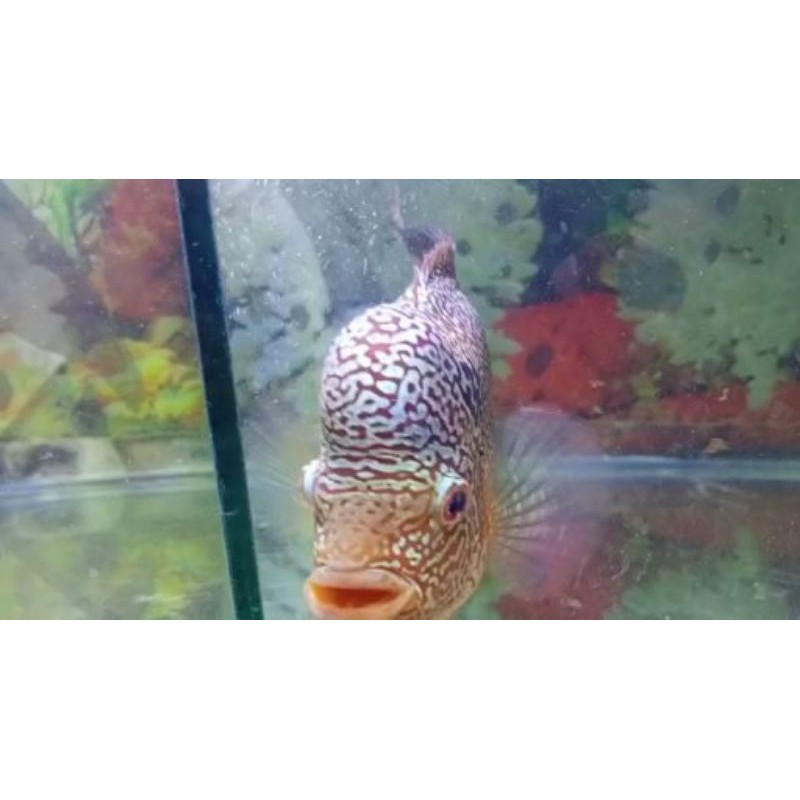 Indukan Ikan Louhan Kamfa F3