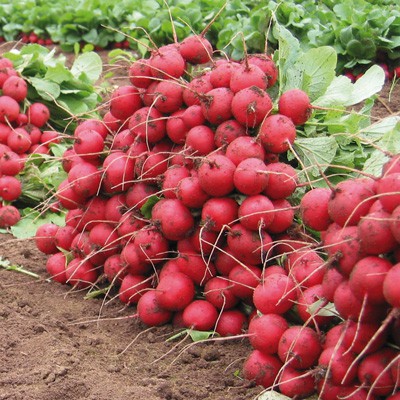 Benih-Bibit Lobak/Radish Cherry Belle (Haira Seed)