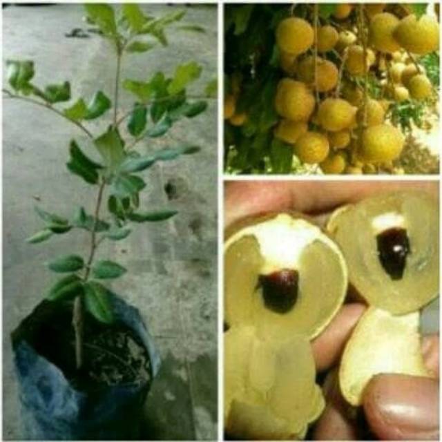 Bibit Kelengkeng Matalada SEDANG Berbunga / Berbuah. Murah