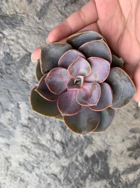 Sukulen Murah Dan Hemat Dengan Berbagai Macam Variant Sudah Termasuk Pot 10cm