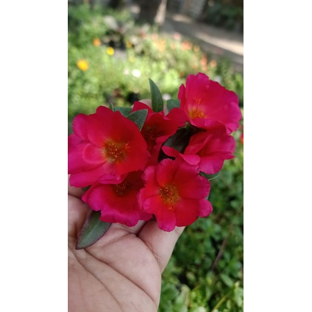 krokot duna cerry red 5 stek batang