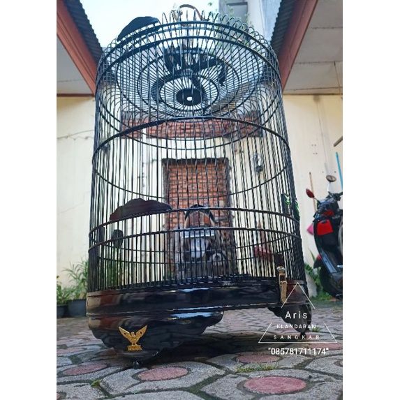 sangkar murai Radja Black jack & Radja jati natural