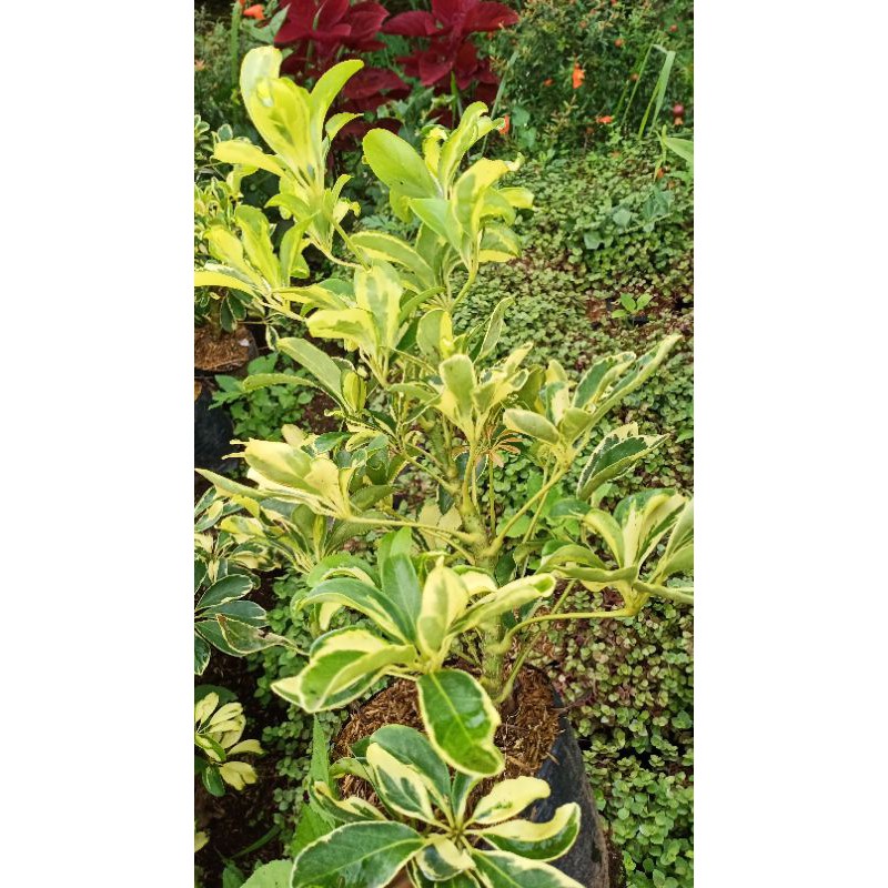 TANAMAN HIAS WALI SONGO VARIEGATA