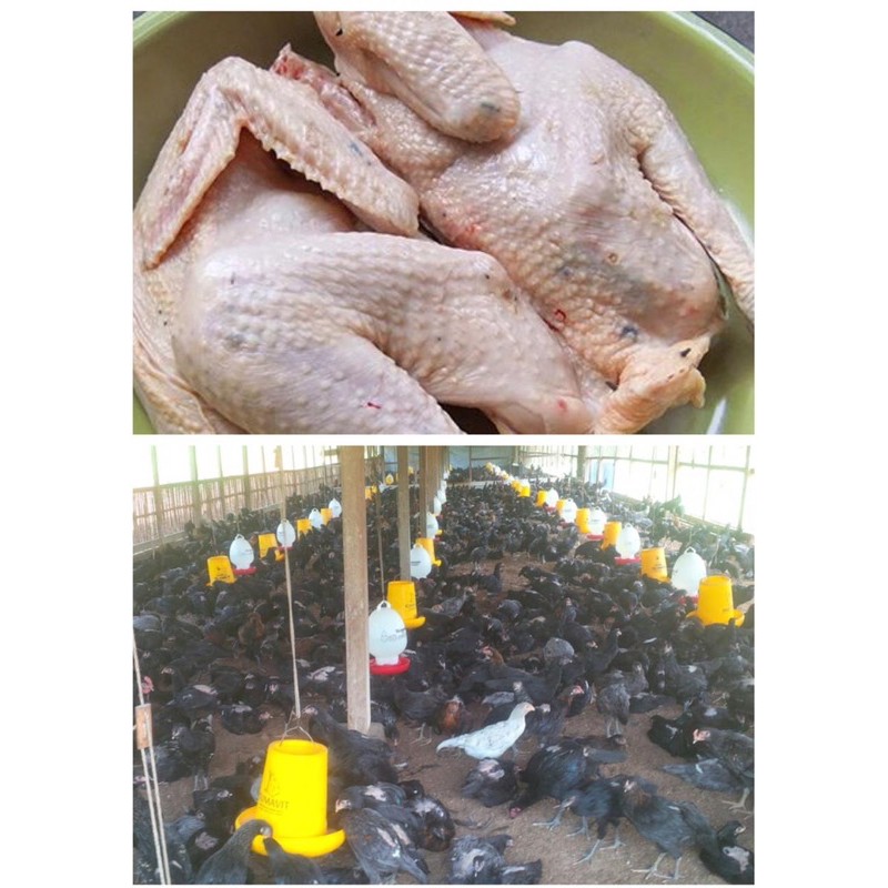

ayam kampung potong