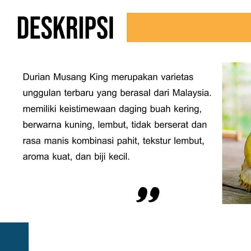 Bibit Durian Musangking kaki Tiga Unggul