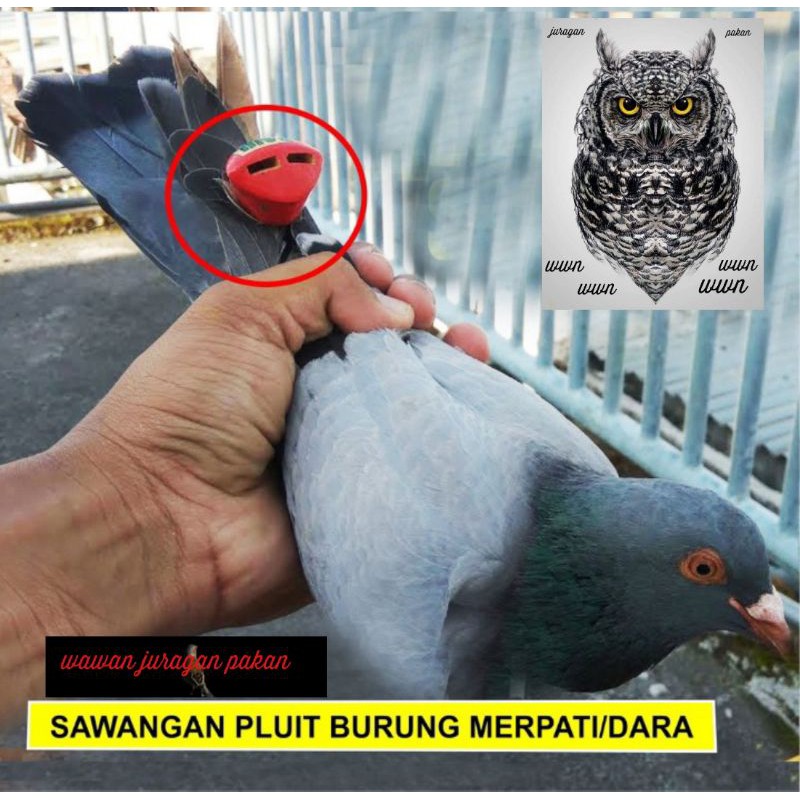 sawangan,hotang Pluit burung dara