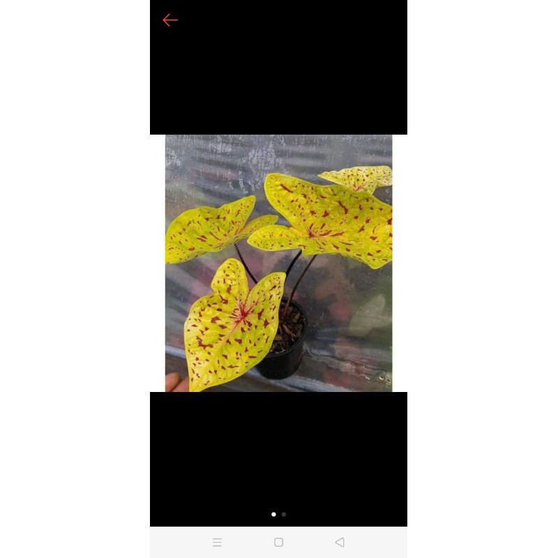 Size Remaja Caladium Yellow Leopard / Caladium Yellow Neon(Tanpa Pot)