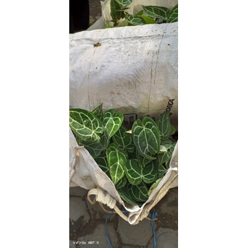 kuping gajah daun jumbo