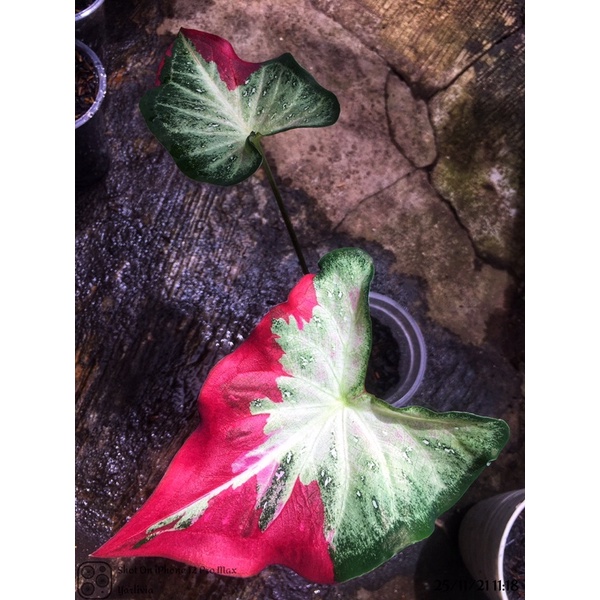 Caladium Shycool / Cat Tumpah