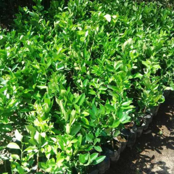 Tanaman jeruk lemon jumbo