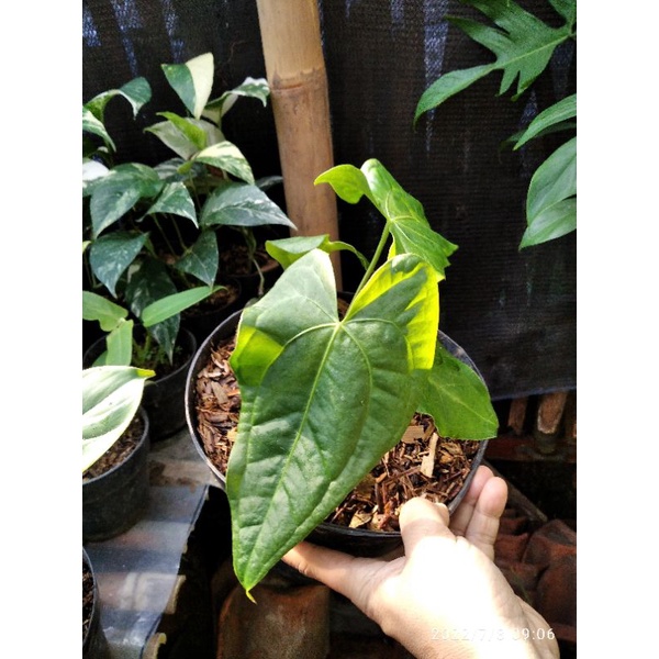 rare item anthurium macrolobium x magnificum