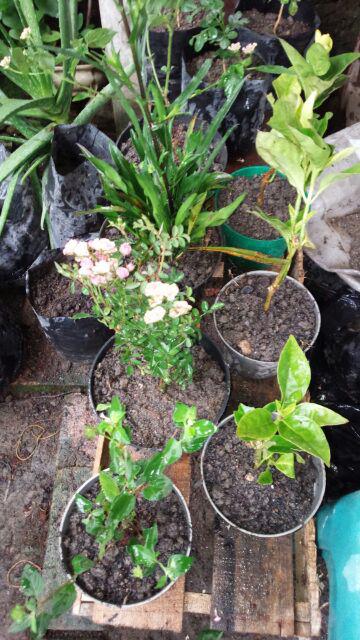 Tanaman Hias Bunga Melati Jepang