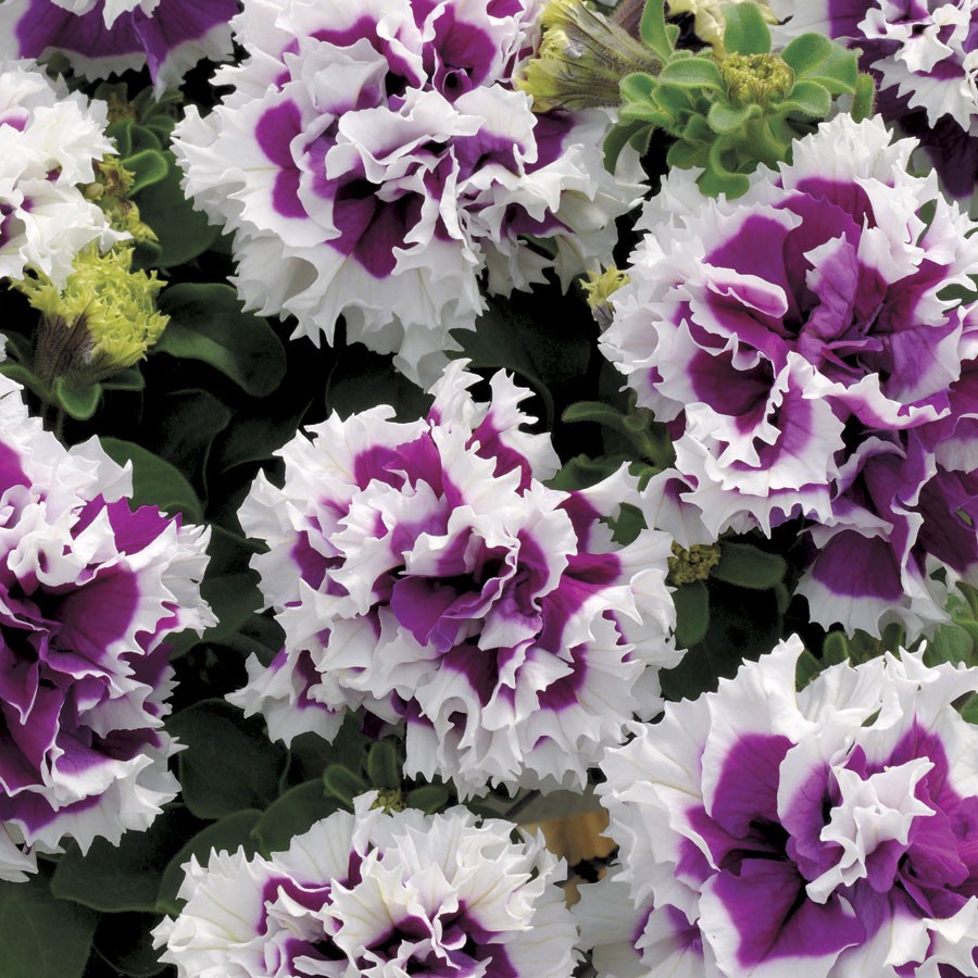 Benih-Bibit Bunga Petunia Purple Pirouette F1 (Haira Seed)