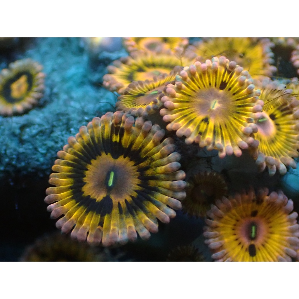 Zoa Frag Yellow Pinkish
