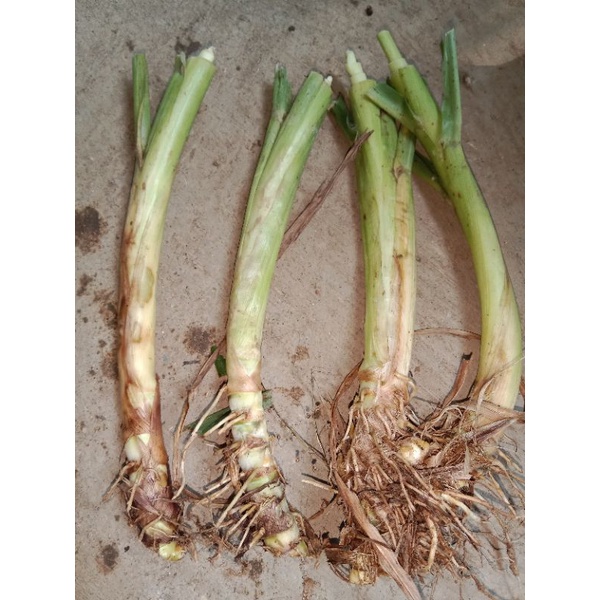 BENIH RUMPUT ODOT BERAKAR