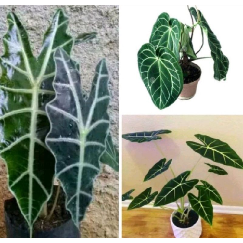 Tanaman hias keladi paket 3 jenis