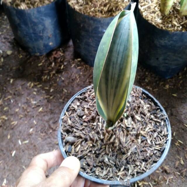 Tanaman hias sansiviera masoniana variegated - masoniana varigata putih
