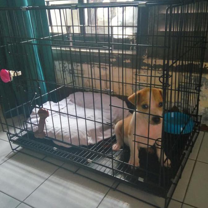 Petlaris Kandang Anjing Besi Tebal Shopee Indonesia