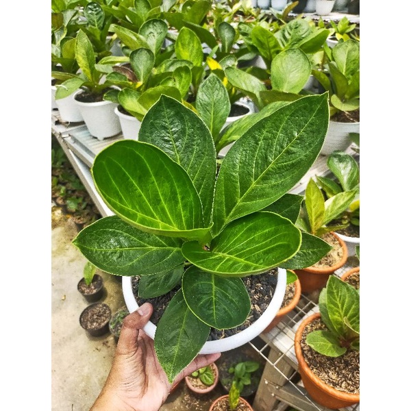 tanaman hias anthurium jemani Mangkok/jemani mangkok