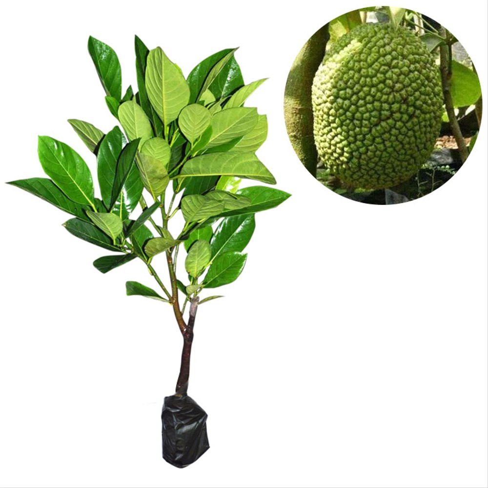 Bibit Tanaman Nangka Mini Orange Manis Hasil Okulasi Cepat Berbuah Nangka Madu