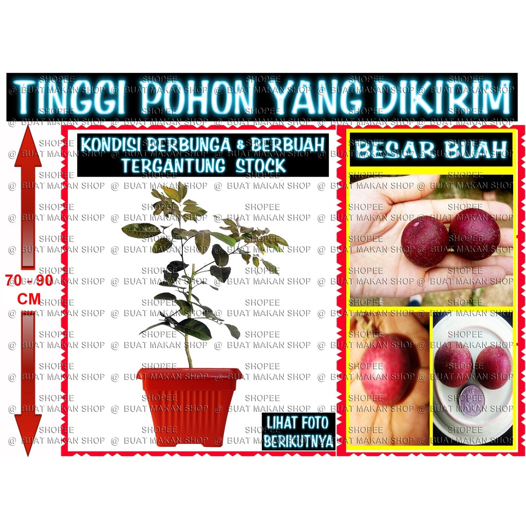 

REDBARONS JUMBO BERBUAH