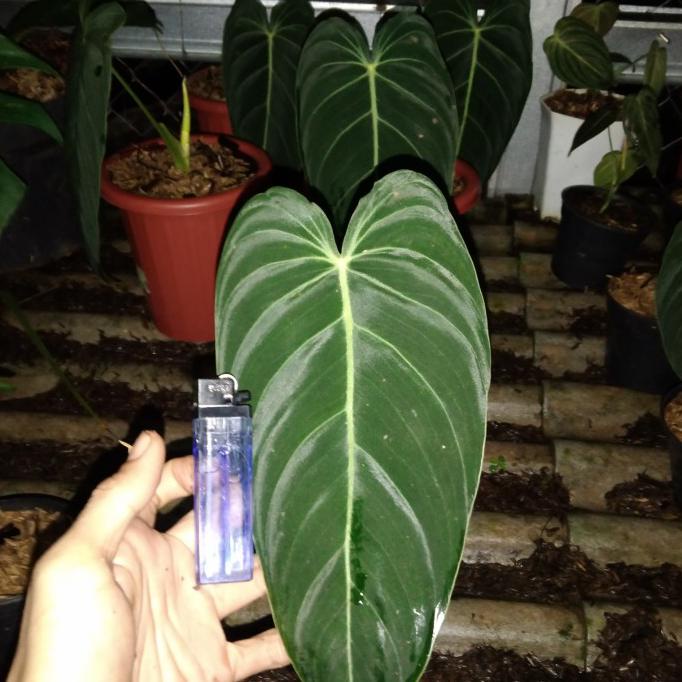 NEW PRODUK tanaman hias philodendron melanochrysum jumbo .