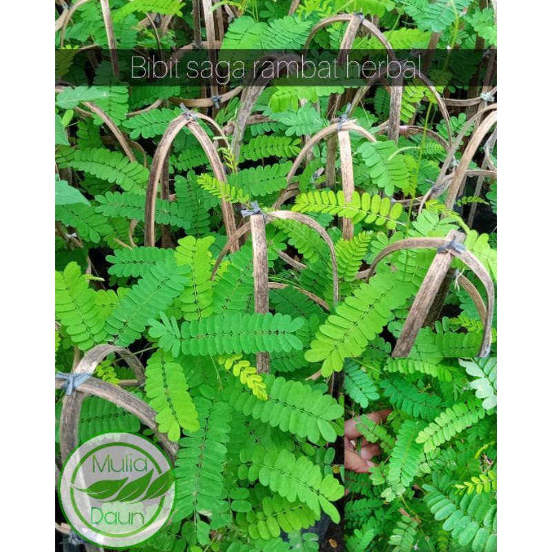 Bibit tanaman saga rambat/Pohon daun saga rambat herbal