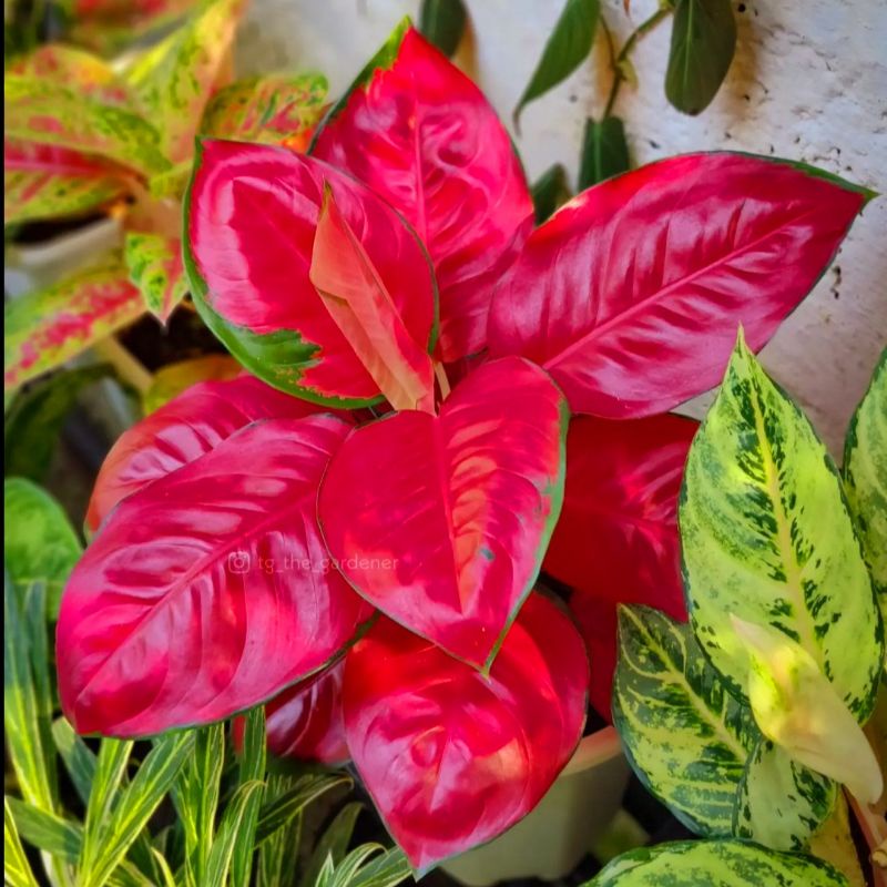 (Bisa COD) Aglaonema suksom remaja mutasi /Aglonema suksom / Aglonema suksom mutasi (Tanaman hias aglaonema suksom mutasi) - tanaman hias hidup - bunga hidup - bunga aglonema - aglaonema merah - aglonema merah - aglaonema import - aglaonema murah