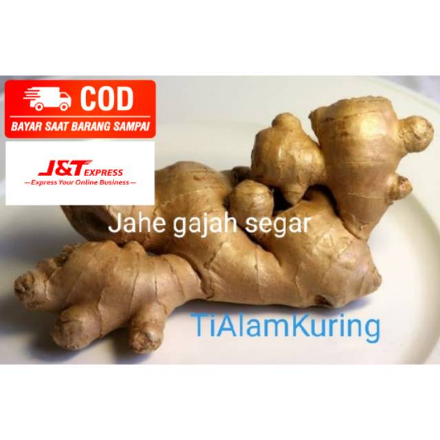 

Ready stok Jahe gajah segar/ jahe putih 500gr langsung petik