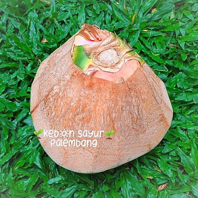 

Kebun Sayur Kelapa Hijau Wulung Dogan Obat 1 pcs