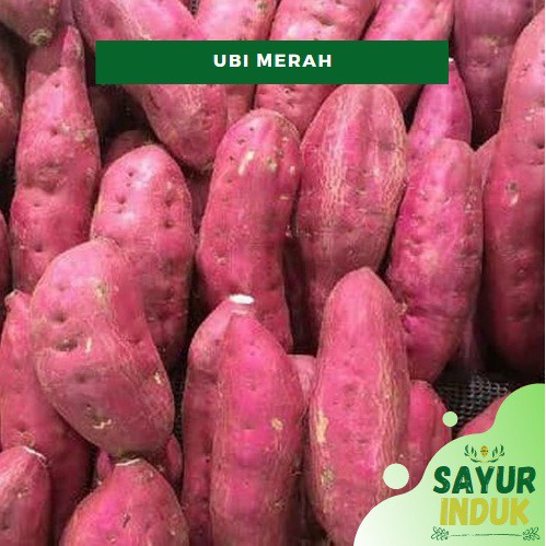 

Sayur Induk - Ubi Merah 500 Gram Fresh Grade A