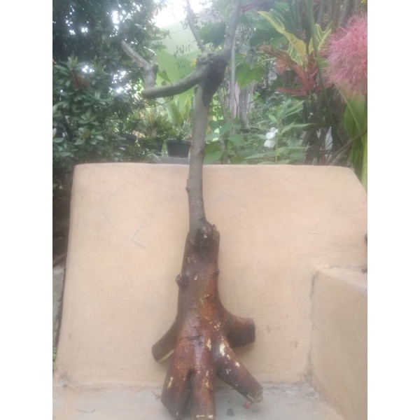 Bahan Bonsai Ficus Amplas Hitam Berkarakter uk medium