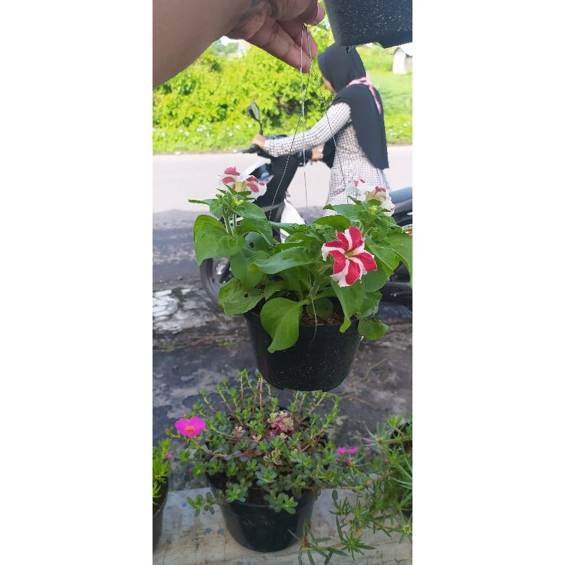 Bunga Pitonia