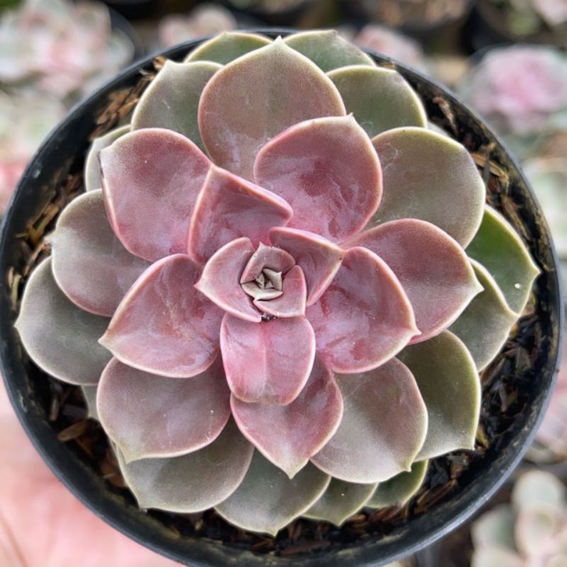 Sukulen Echeveria Perle Von Nurnberg