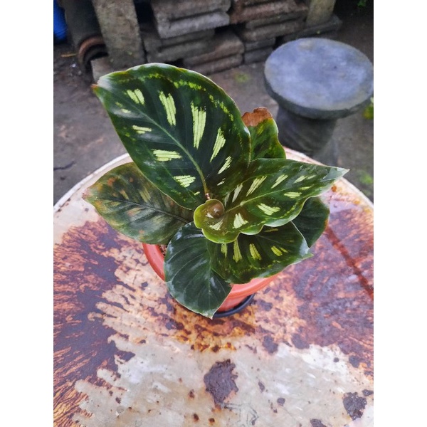 Calathea Libyana lokal