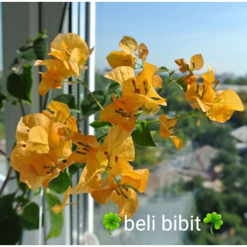 tanaman bunga bugenvil kuning tanaman bunga kertas