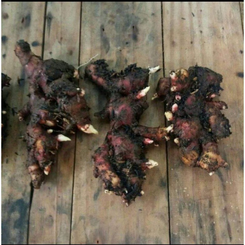 

BIBIT JAHE MERAH SUPER KUALITAS INDUSTRI MEDAN 1 KG