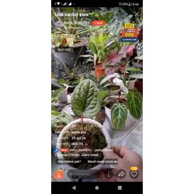 tanaman hias anthorium ladyjane+sirih