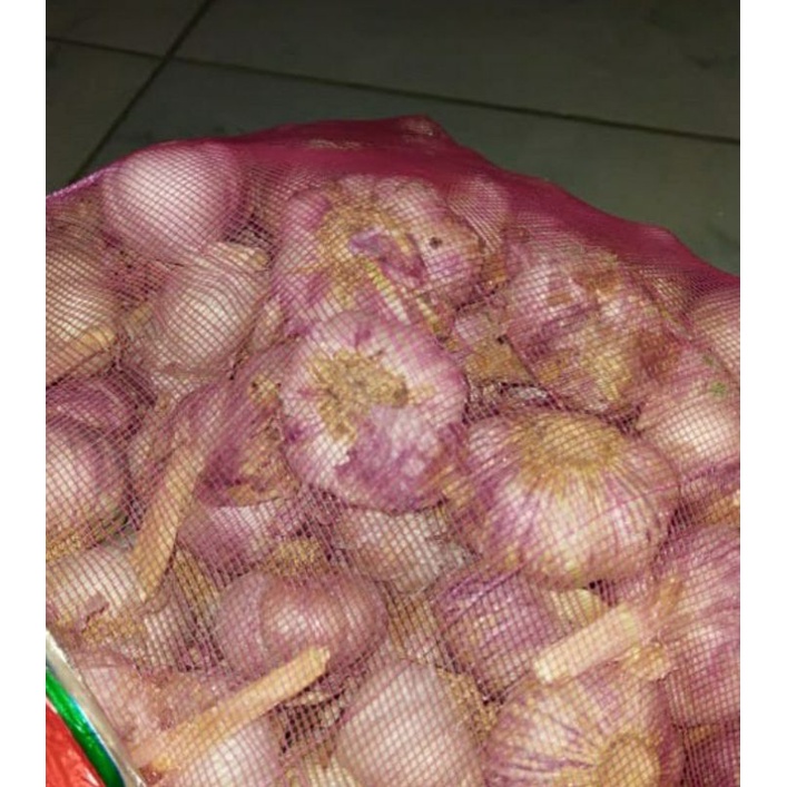 

bawah putih murni termurah