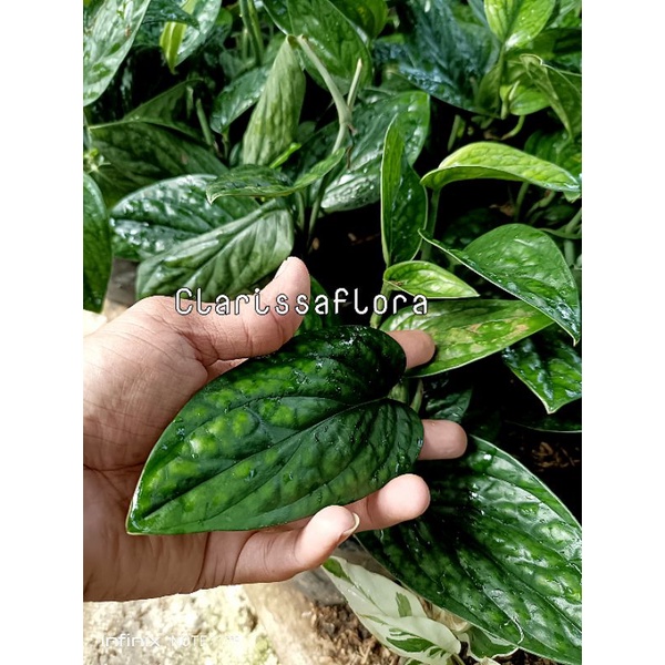 ( BISA COD ) promo tanaman hias sirih badak termurah